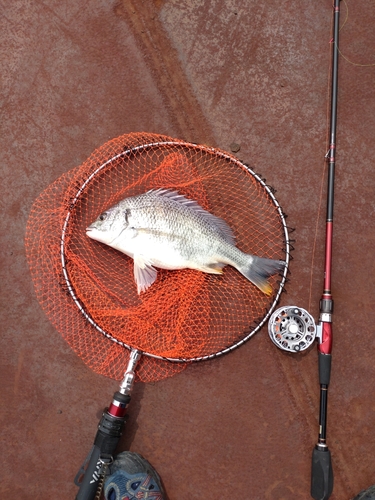 キチヌの釣果