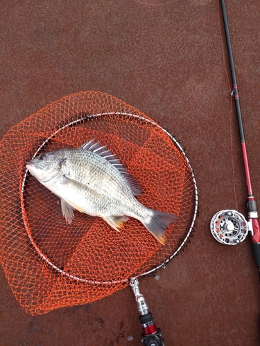 キチヌの釣果