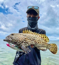 キビレハタの釣果