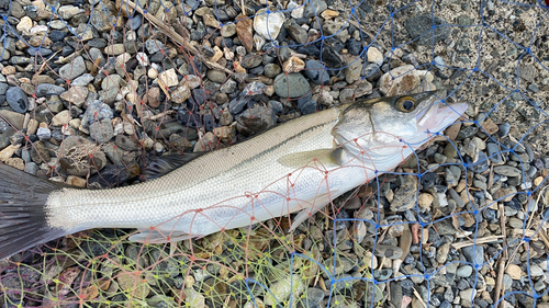 セイゴ（タイリクスズキ）の釣果