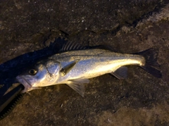 セイゴ（マルスズキ）の釣果