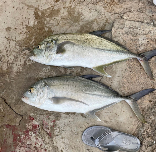 オニヒラアジの釣果