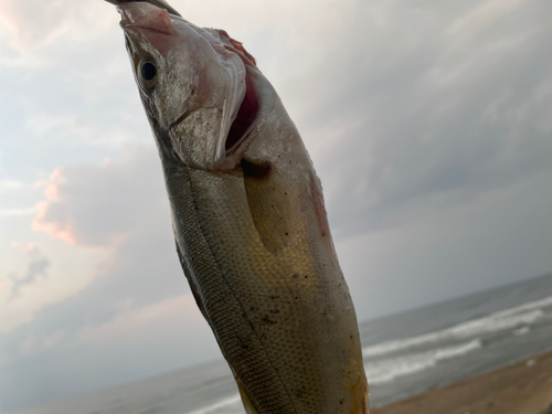 セイゴ（マルスズキ）の釣果