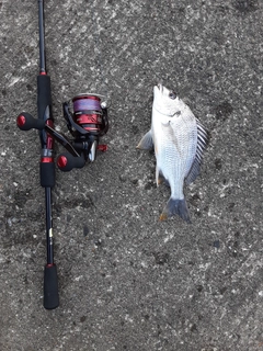 キチヌの釣果