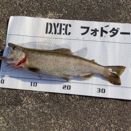 ヤマメの釣果