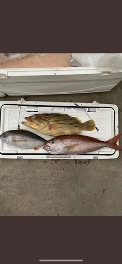 ホウキハタの釣果