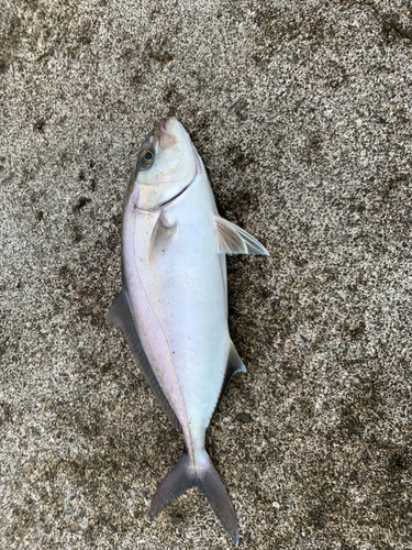 ショゴの釣果