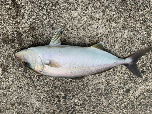 ショゴの釣果