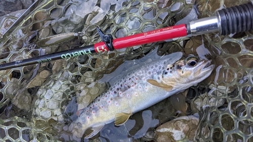 ブラウントラウトの釣果