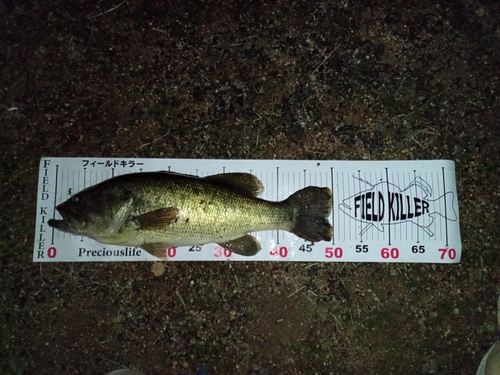 ブラックバスの釣果