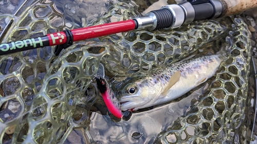 ブラウントラウトの釣果