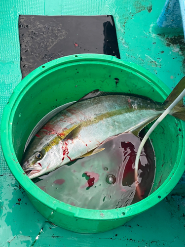 ヒラマサの釣果