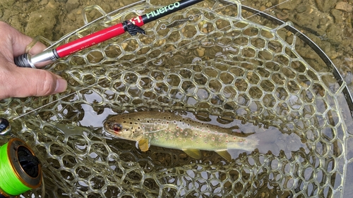 ブラウントラウトの釣果