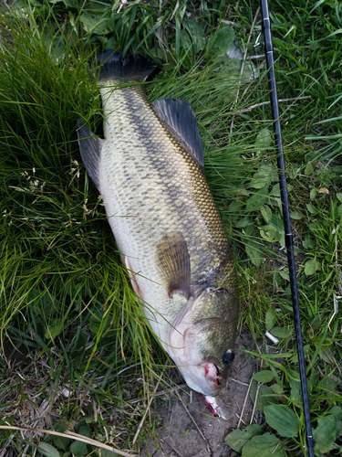 ブラックバスの釣果