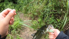 ブラックバスの釣果