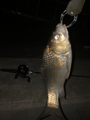 フナの釣果