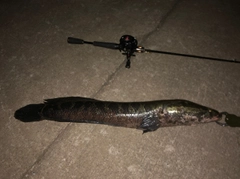 ライギョの釣果