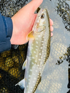 アメマスの釣果