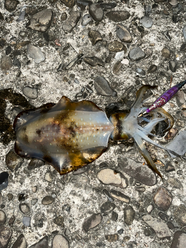 アオリイカの釣果