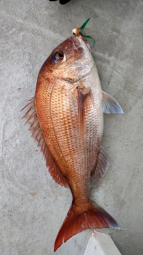 マダイの釣果