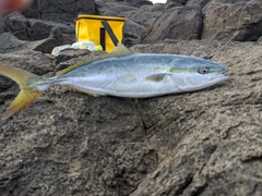 ワラサの釣果