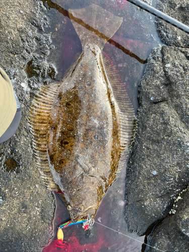 ヒラメの釣果