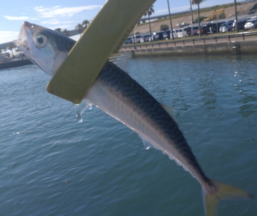 マサバの釣果