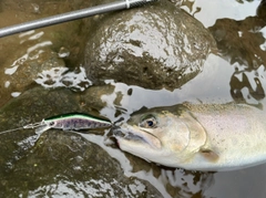 ヤマメの釣果