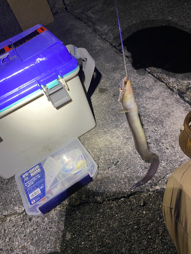 アナゴの釣果