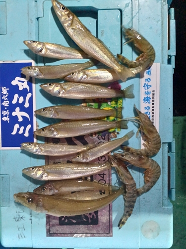 シロギスの釣果