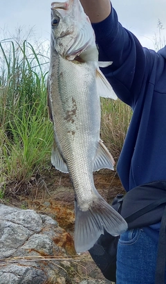 フッコ（マルスズキ）の釣果