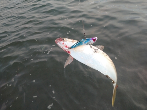 コノシロの釣果