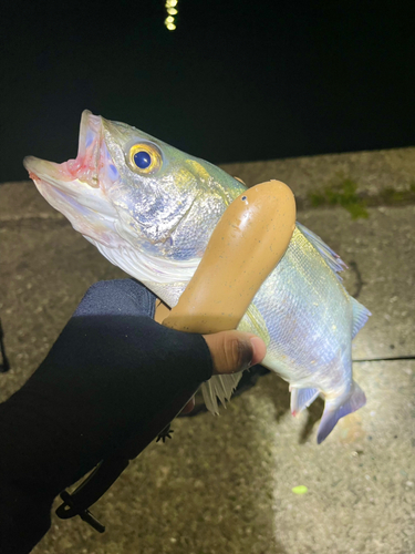 スズキの釣果