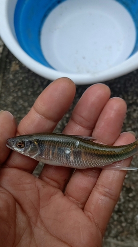 オイカワの釣果