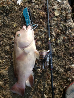 コブダイの釣果