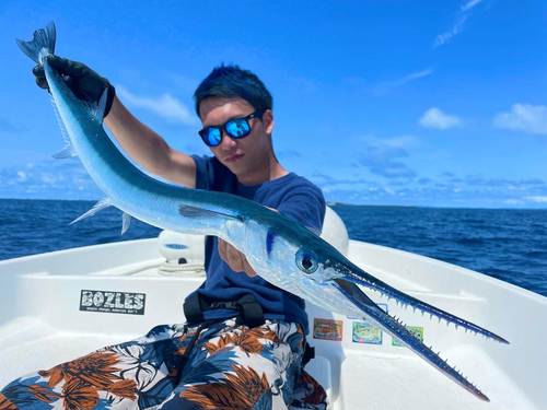 ダツの釣果