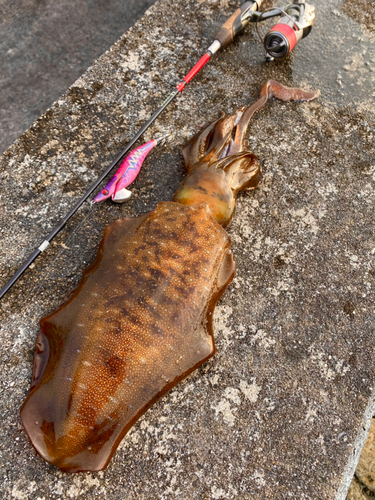 アオリイカの釣果