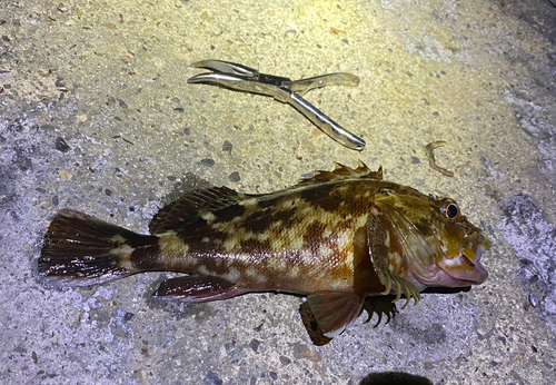 カサゴの釣果