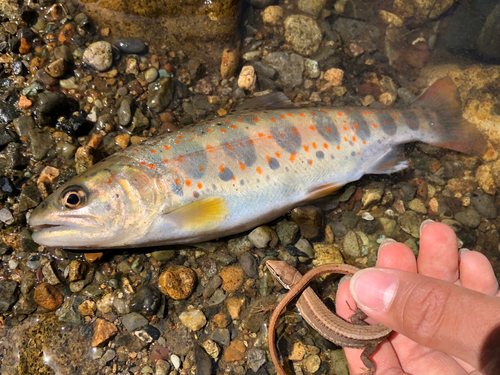 アマゴの釣果