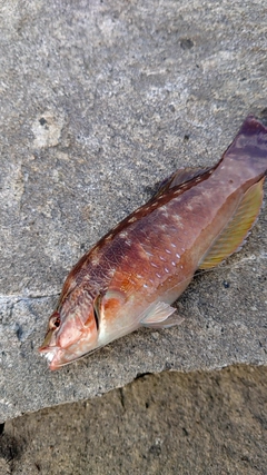 ホシササノハベラの釣果