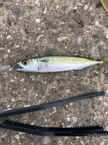 サバの釣果