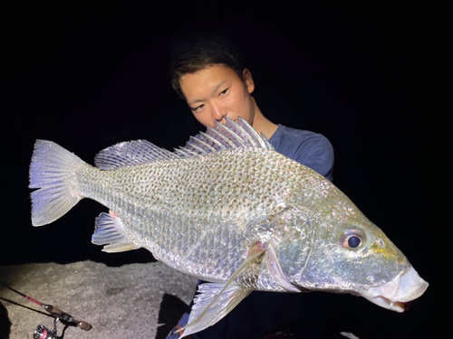 ホシミゾイサキの釣果