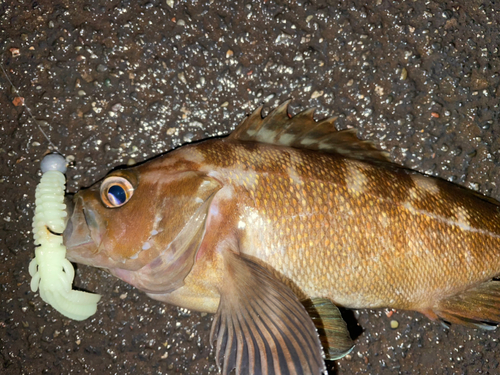 エゾメバルの釣果