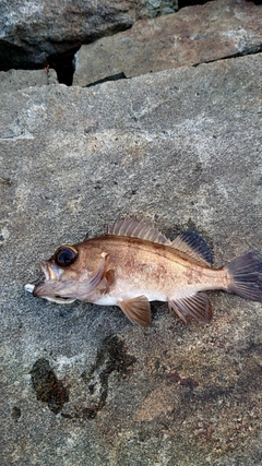 メバルの釣果