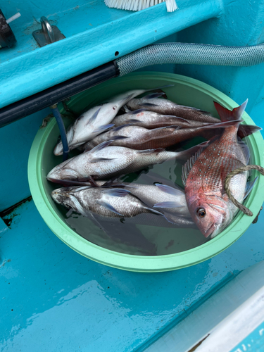 マダイの釣果