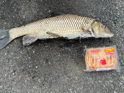 ニゴイの釣果