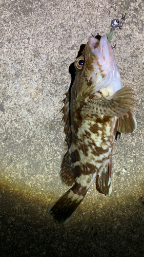 カサゴの釣果