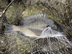 クロダイの釣果