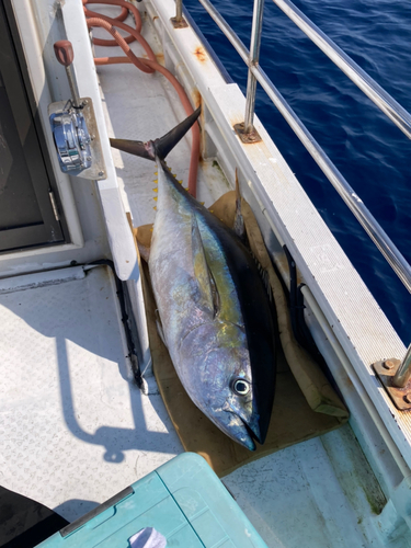 キハダマグロの釣果