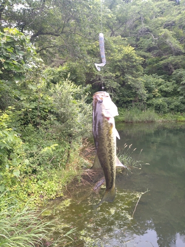 ブラックバスの釣果